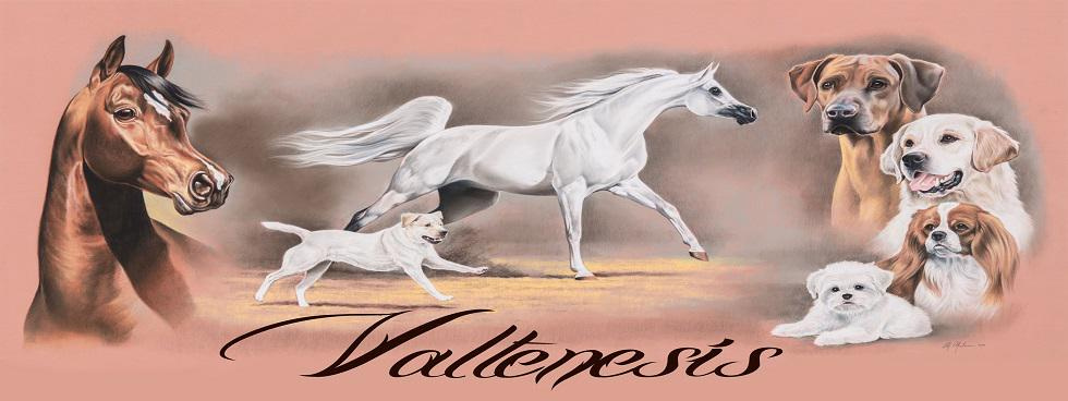 Valtenesi dogs and horses