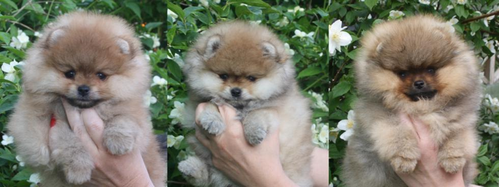 CUCCIOLI DI TUTTE LE RAZZE