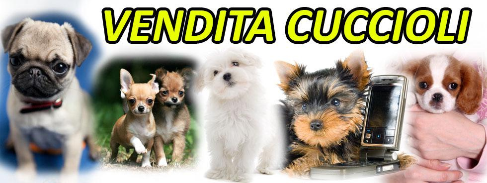 VENDITA CUCCIOLI