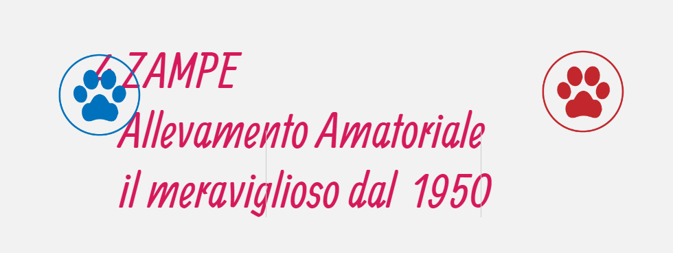 4 zampe allevamento il meraviglioso