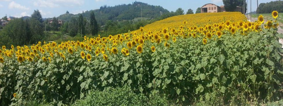 Agriturismo Le Ginestre - provincia di Bologna
