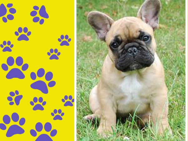 Il Magnifico Cuccioli Di Piccola Taglia Reggio Nellemilia