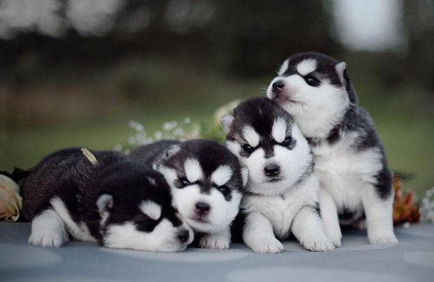 Il Regno Dei Cuccioli Felici Napoli Amici Per La Zampa Cuccioli Di Ogni Razz Subito Impresa