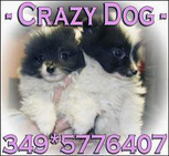 crazy dog s.n.c. logo